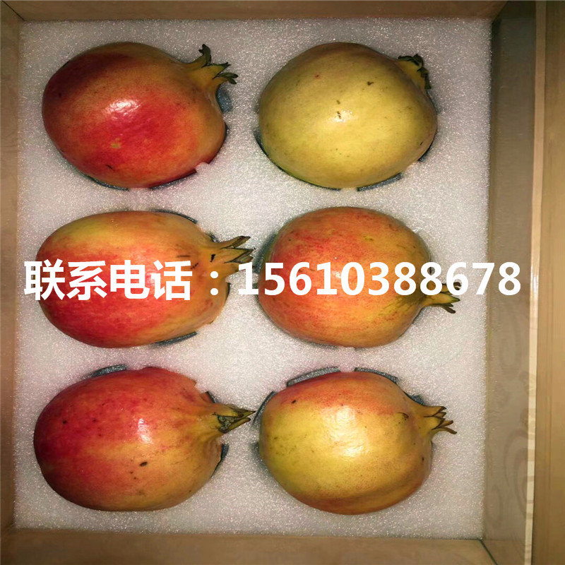 果石榴樹苗多少錢一棵、果石榴樹苗種植基地