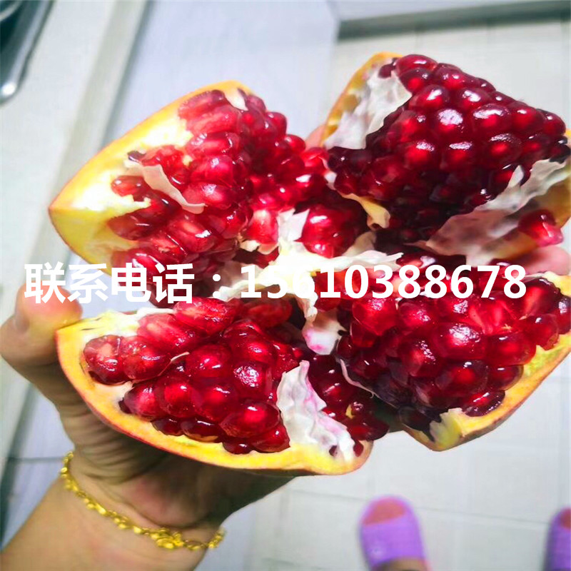紅巨蜜石榴樹(shù)苗基地、紅巨蜜石榴樹(shù)苗怎么種