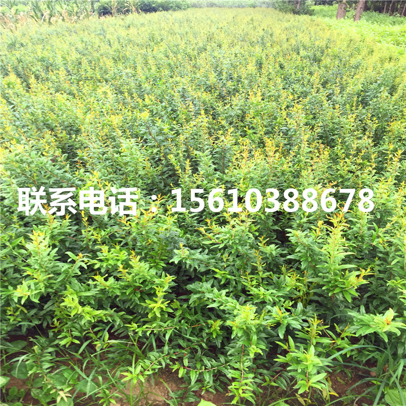 牡丹紅石榴樹苗什么時間成熟、牡丹紅石榴樹苗怎么種