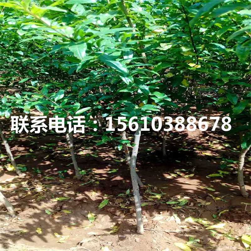 果石榴樹苗一畝地栽多少棵、果石榴樹苗哪里有賣