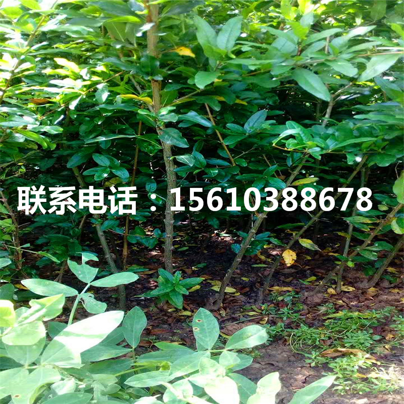 甜石榴樹(shù)苗幾年結(jié)果、甜石榴樹(shù)苗怎么種