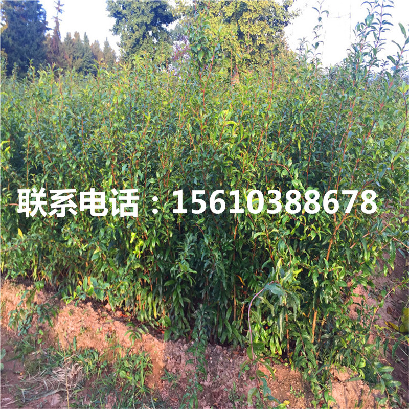 軟籽石榴樹(shù)苗價(jià)格、軟籽石榴樹(shù)苗怎么種
