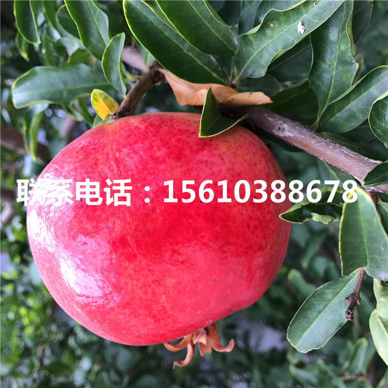 果石榴樹苗多少錢一棵、果石榴樹苗價(jià)格