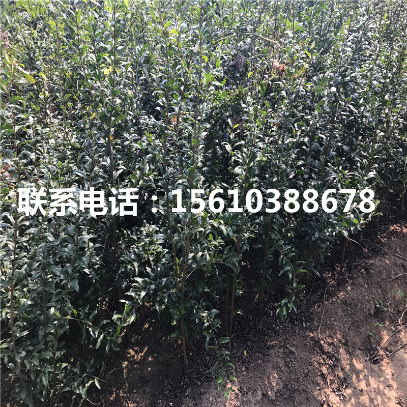 石榴苗出售基地、石榴苗報(bào)價(jià)
