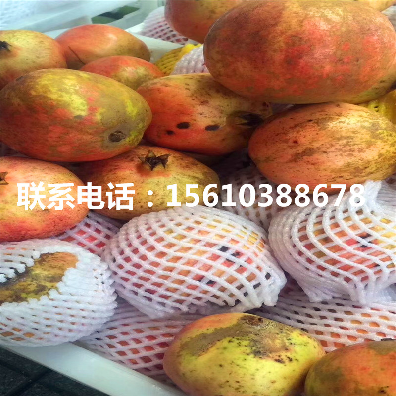 甜石榴樹苗一畝地栽多少棵、甜石榴樹苗品種介紹