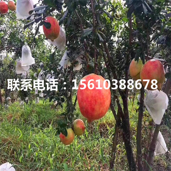 突尼斯軟籽石榴樹苗什么時(shí)間成熟、突尼斯軟籽石榴樹苗價(jià)格