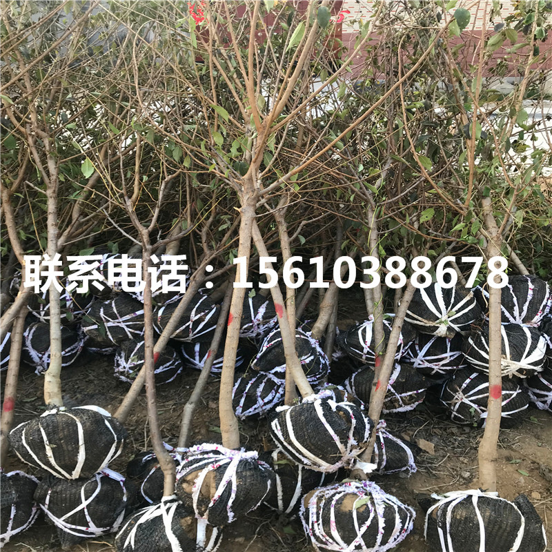 牡丹紅石榴樹苗幾年結(jié)果、牡丹紅石榴樹苗那種好