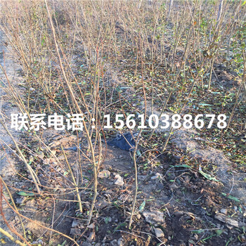 果石榴樹苗一棵多少錢、果石榴樹苗那家好