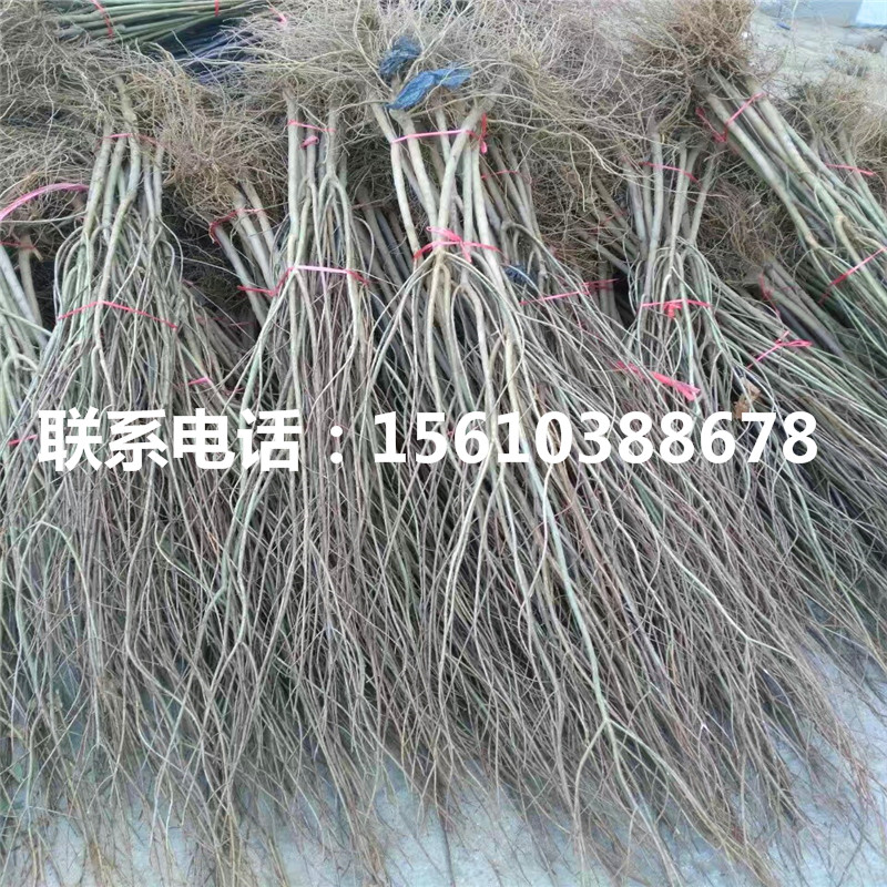 石榴苗供應(yīng)商、石榴苗行情