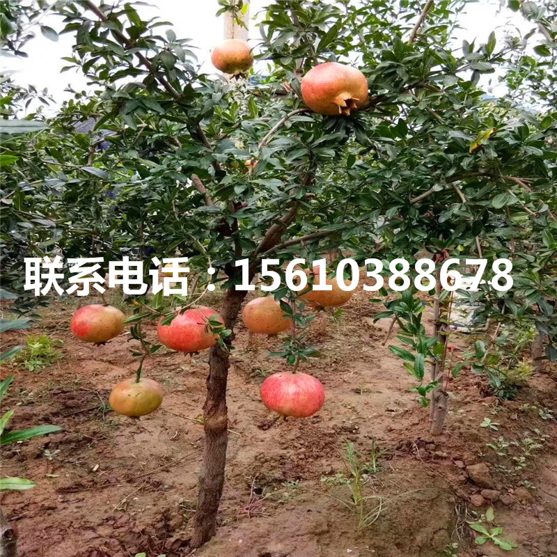 果石榴樹苗幾年結果、果石榴樹苗種植基地