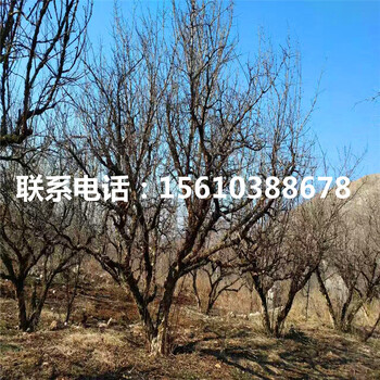 大紅袍石榴樹苗幾年結(jié)果、大紅袍石榴樹苗那種好