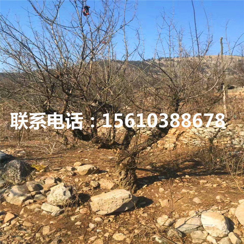 軟籽石榴樹(shù)苗供應商、軟籽石榴樹(shù)苗出售