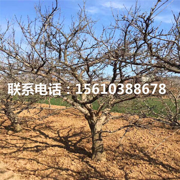 軟籽石榴樹苗幾年結(jié)果、軟籽石榴樹苗品種介紹