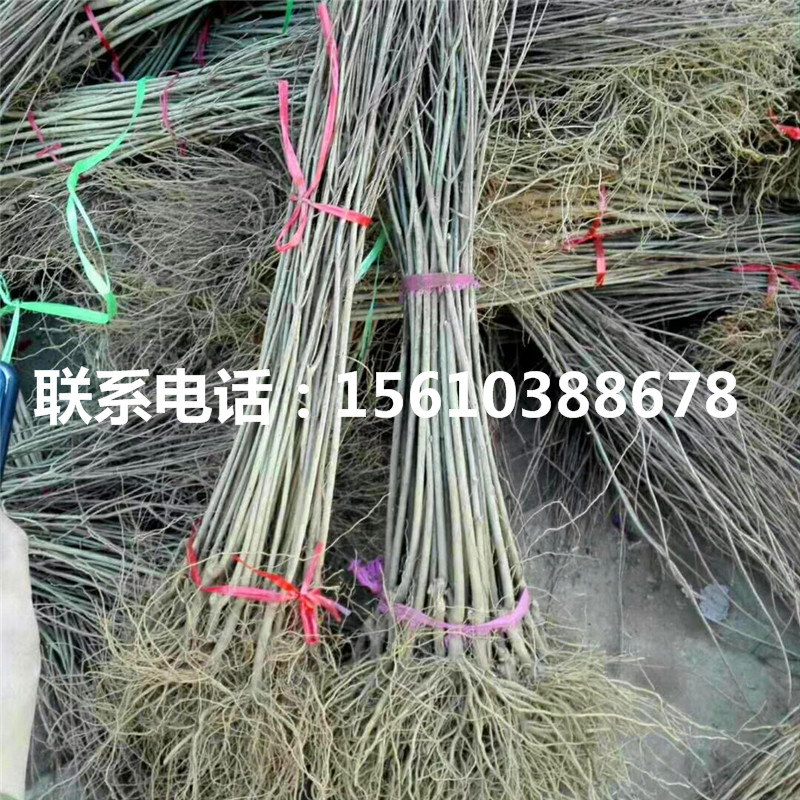 大青皮石榴树苗图片、大青皮石榴树苗简介