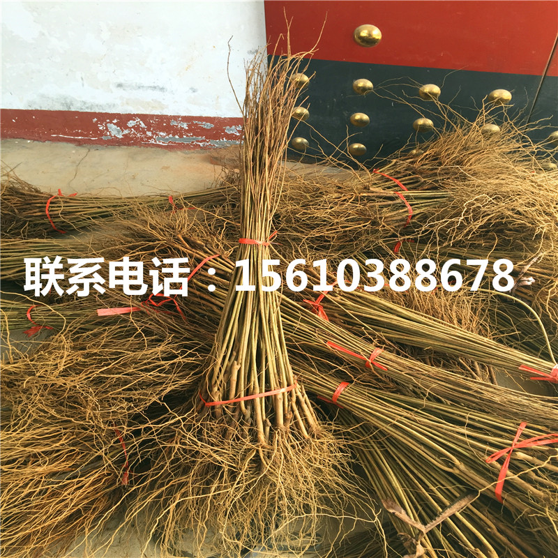 牡丹紅石榴樹苗圖片、牡丹紅石榴樹苗簡介