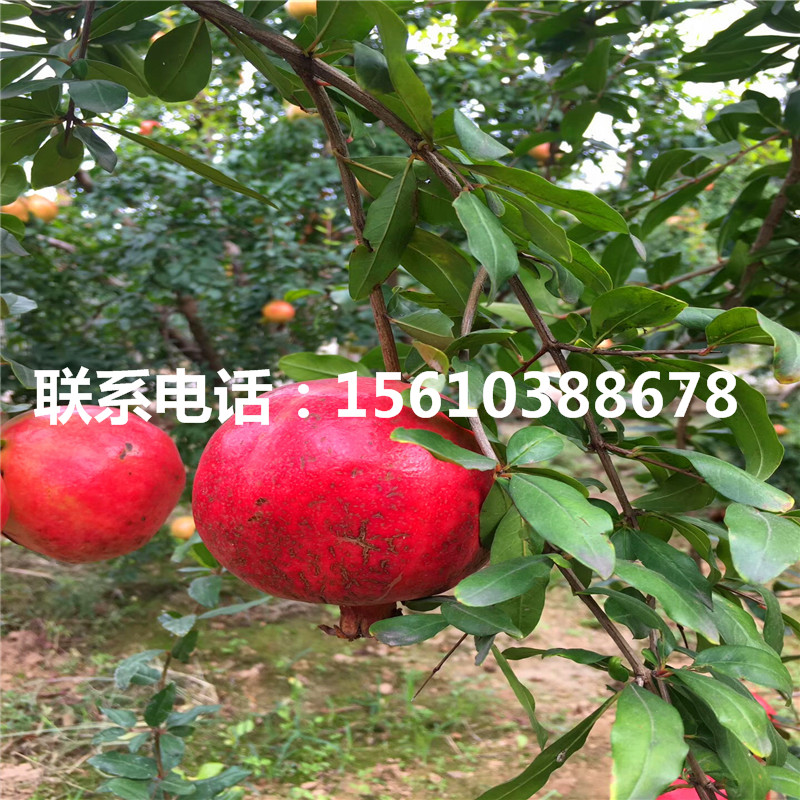 軟籽石榴樹苗多少錢、軟籽石榴樹苗價格多少