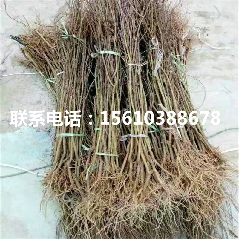 紅巨蜜石榴樹苗一畝地栽多少棵、紅巨蜜石榴樹苗管理技術(shù)