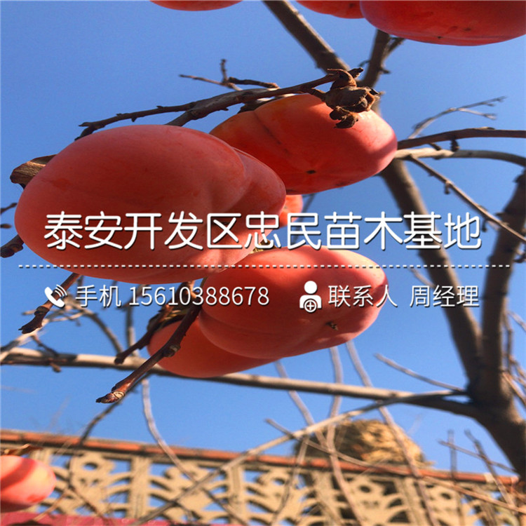 哪里銷售富平尖柿苗、富平尖柿苗種植基地