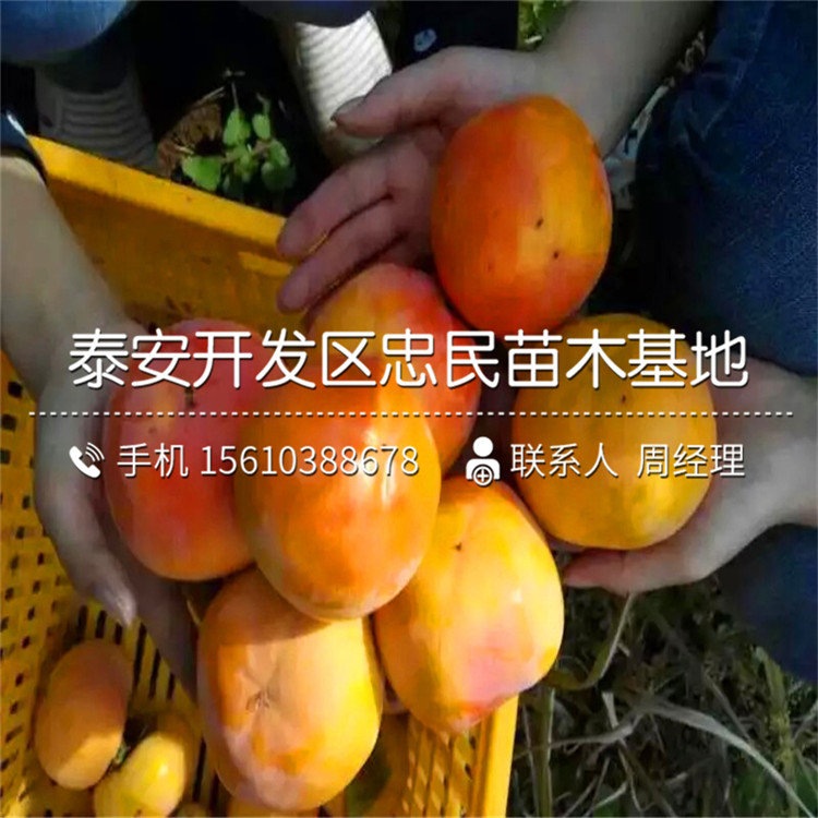 求購富平尖柿苗、富平尖柿苗出售價格