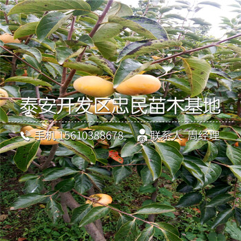 山東脆柿子樹苗、脆柿子樹苗銷售基地