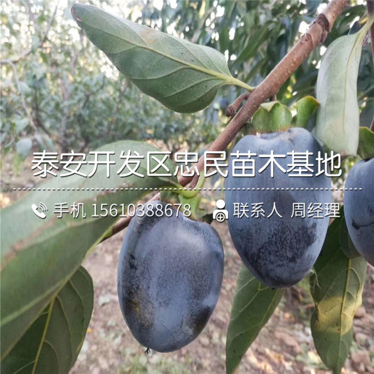 嫁接西村早生柿子苗、西村早生柿子苗種植基地