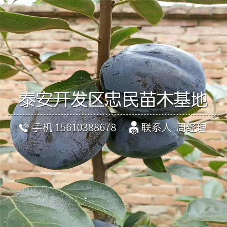 新品種次郎柿子苗、次郎柿子苗批發(fā)基地