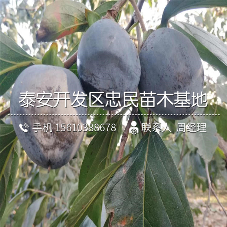 新品種柿子苗、柿子苗批發(fā)廠家