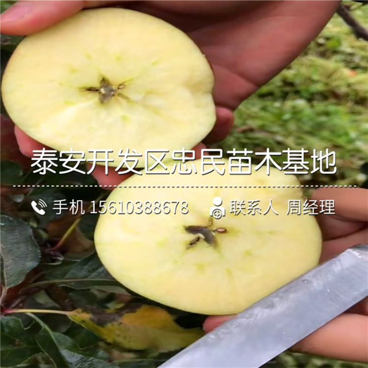 嫁接柿樹苗、柿樹苗價(jià)格