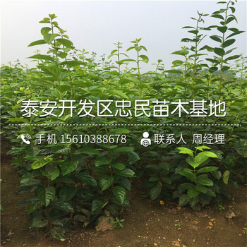 附件哪里有賣脆柿苗、脆柿苗出售基地