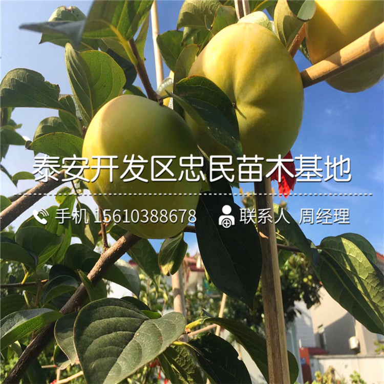 求購富平尖柿苗、富平尖柿苗出售價格