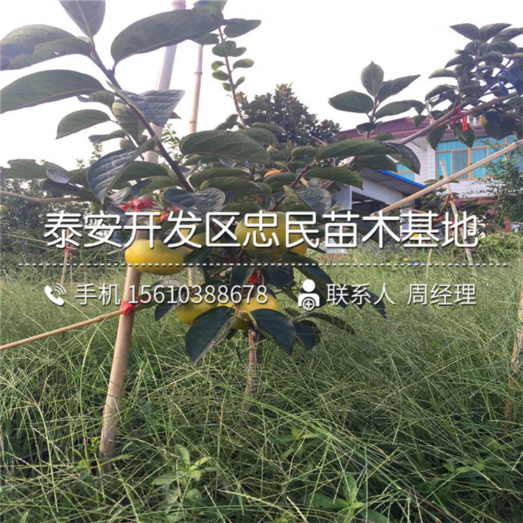 嫁接柿樹苗、柿樹苗價(jià)格