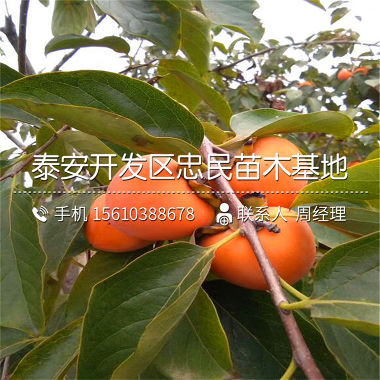 哪里銷售雞心柿子苗、雞心柿子苗基地