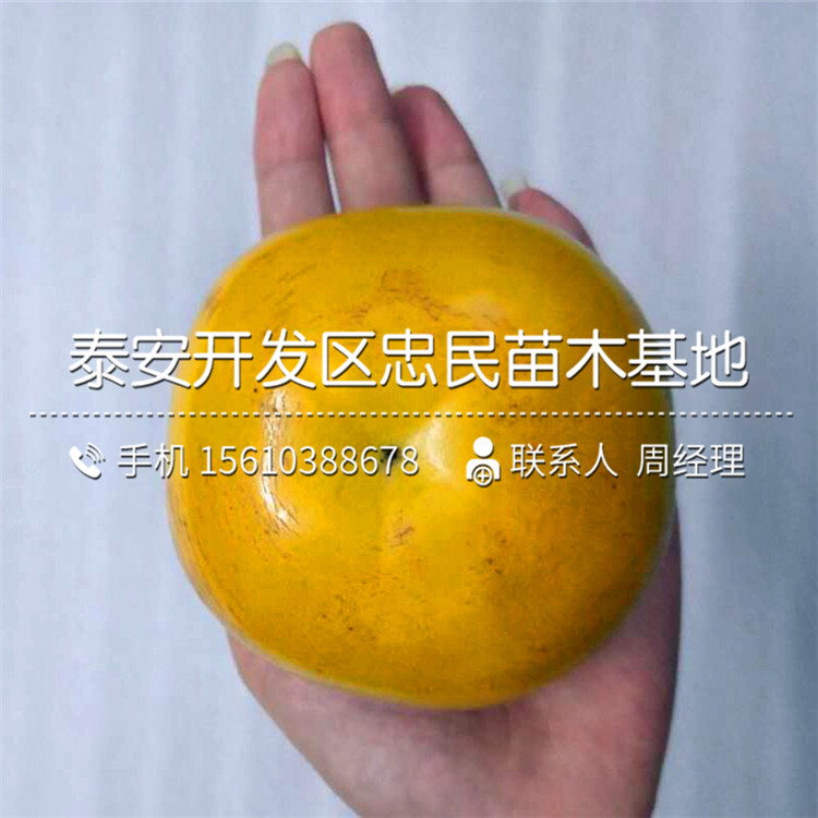 新品種脆柿苗、脆柿苗出售基地