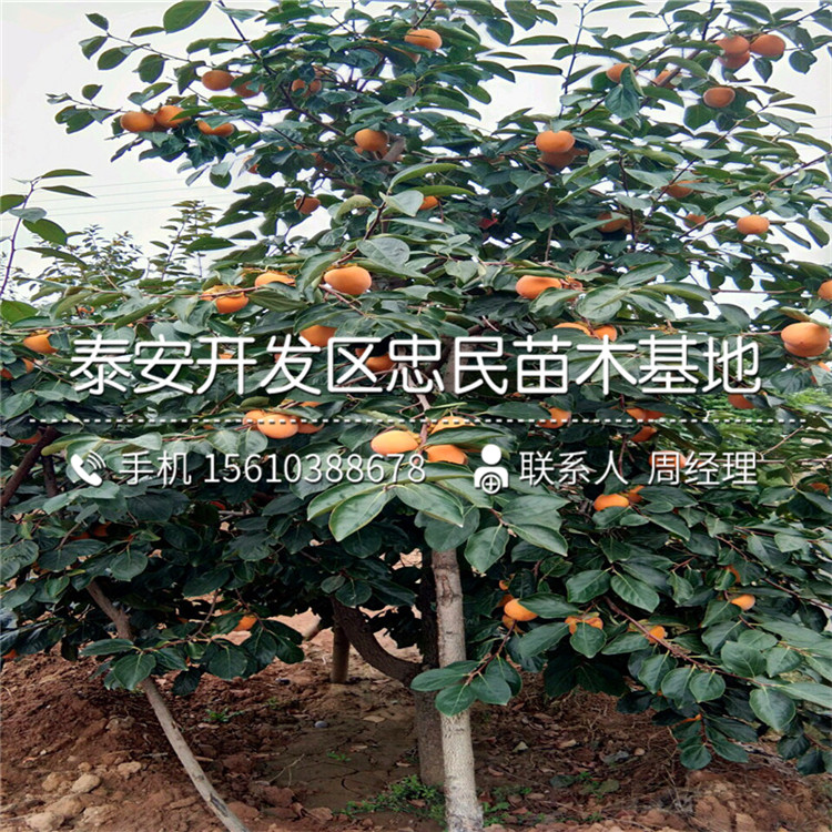 哪里出售富平尖柿苗、富平尖柿苗出售批發(fā)