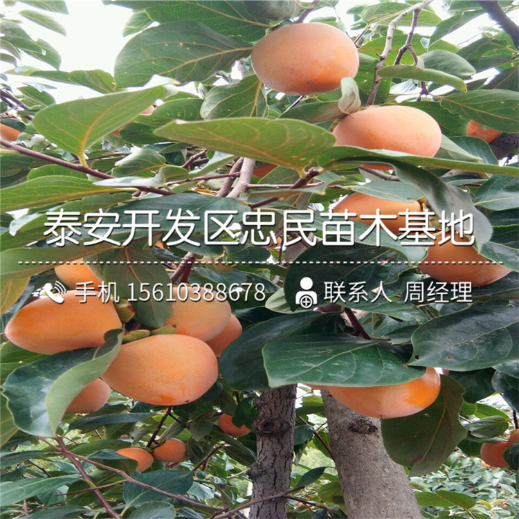 哪里出售黃金蘋果苗、黃金蘋果苗批發(fā)