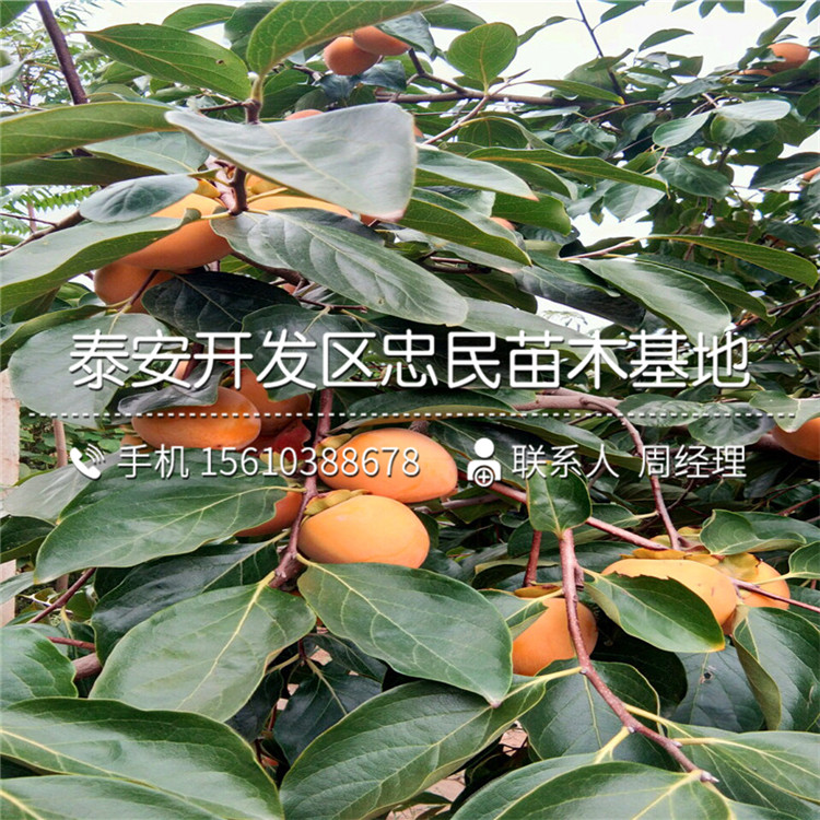 嫁接甜柿苗、甜柿苗多少錢一棵