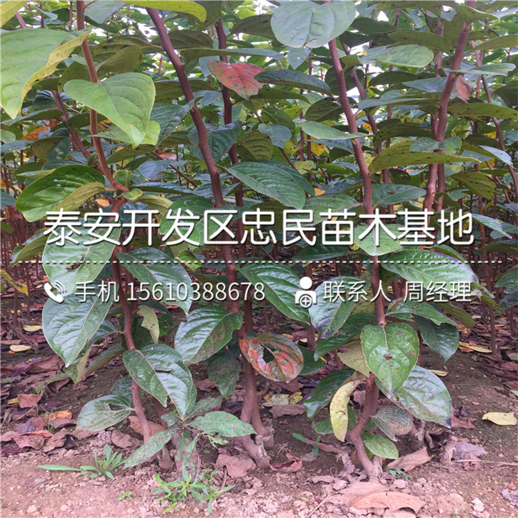 新品種甜柿苗、甜柿苗廠家