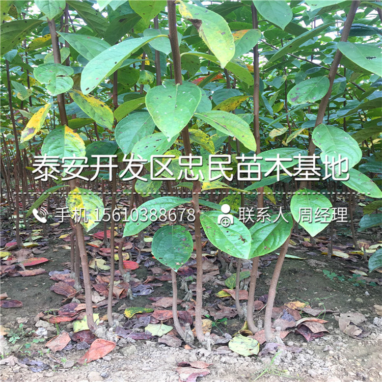嫁接5公分柿子苗、5公分柿子苗出售基地