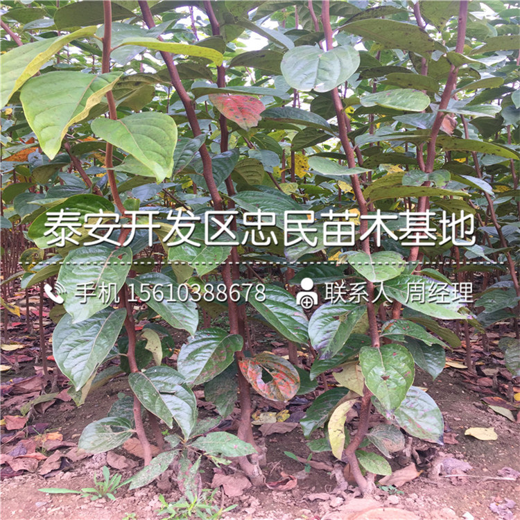 哪里銷售雞心柿子苗、雞心柿子苗基地