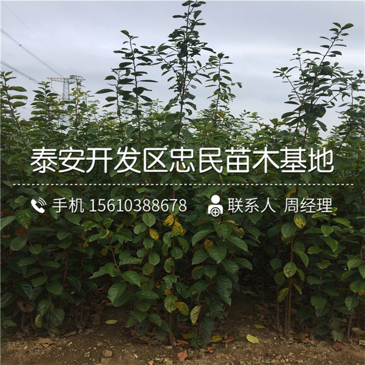 嫁接柿樹苗、柿樹苗價(jià)格