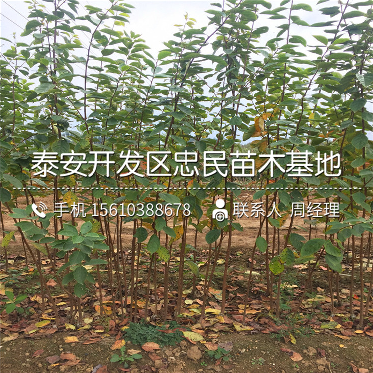 新品種脆柿苗、脆柿苗出售基地
