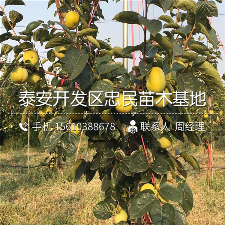 哪里出售甜脆柿子苗、甜脆柿子苗出售基地