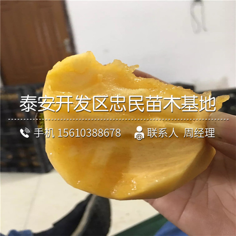 求購(gòu)脆柿子樹(shù)苗、脆柿子樹(shù)苗出售