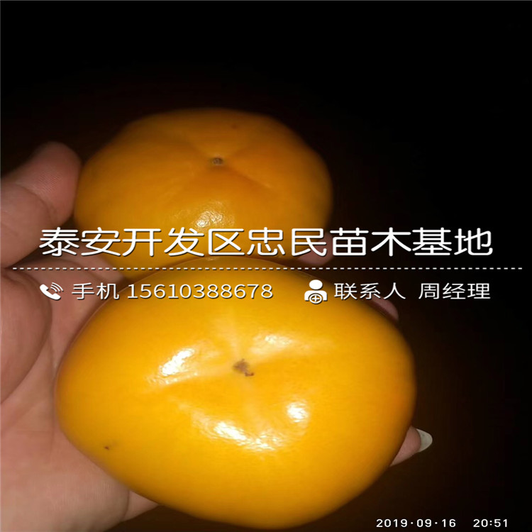 求購富平尖柿苗、富平尖柿苗出售價格