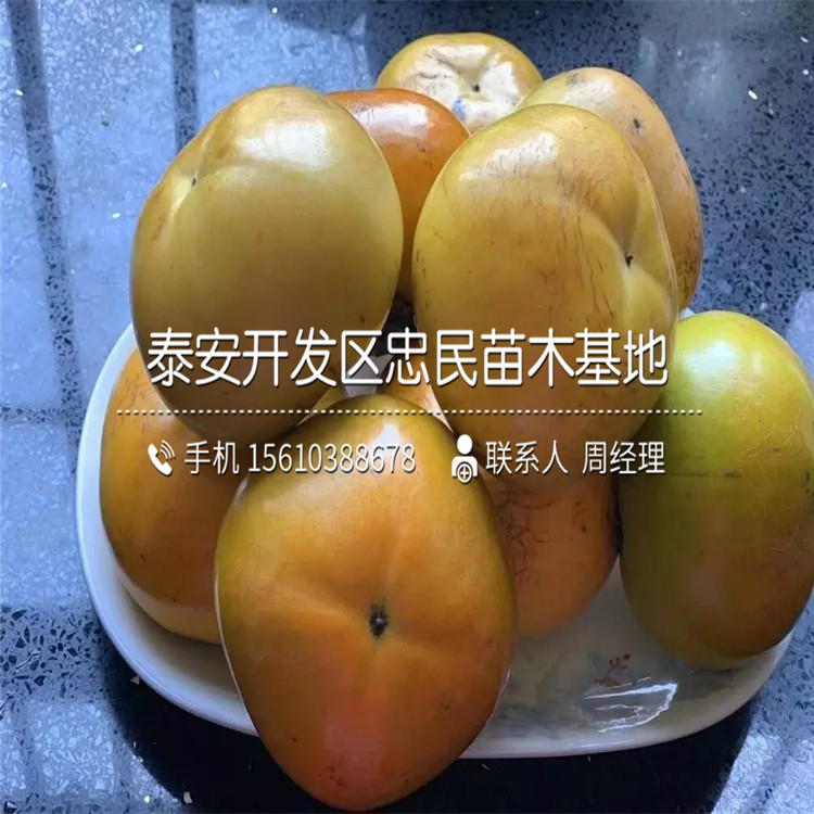 山東脆柿子樹苗、脆柿子樹苗銷售基地