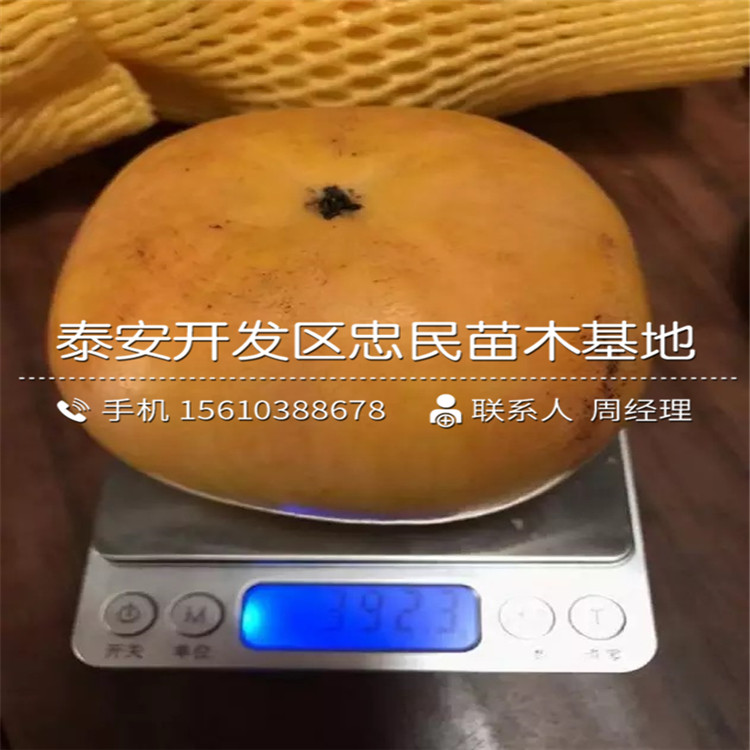 嫁接富平尖柿子苗、富平尖柿子苗出售基地