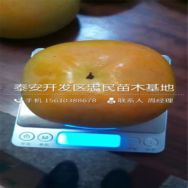 新品種甜柿苗、甜柿苗廠家