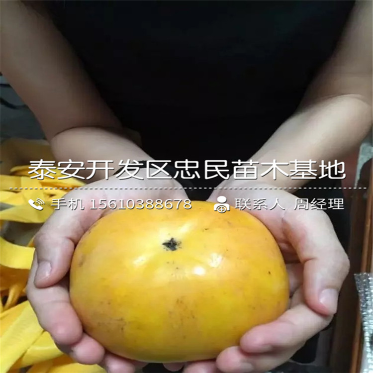 求購(gòu)脆柿子樹(shù)苗、脆柿子樹(shù)苗出售
