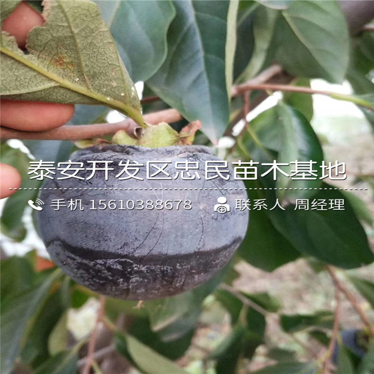 嫁接富平尖柿子苗、富平尖柿子苗出售基地