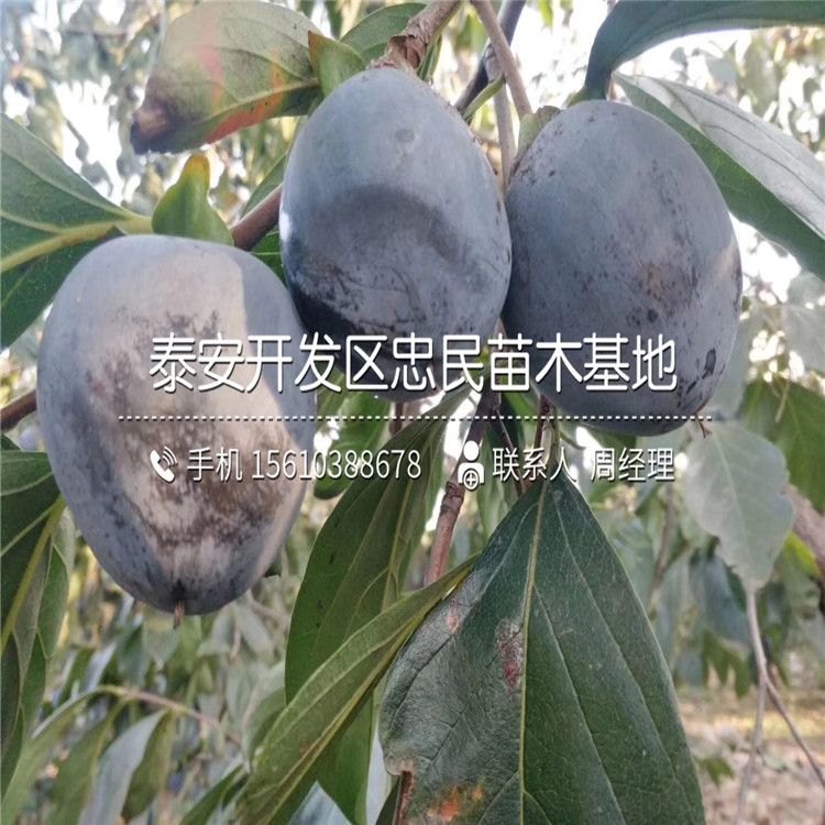 哪里批發(fā)甜脆柿子苗、甜脆柿子苗多少錢一株